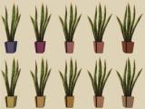 Showtime Aloe Floor Plant for The Sims 2 Recoloured Screenshot